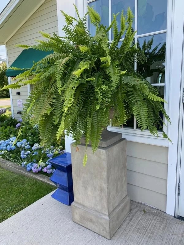 🌿UV Resistant Lifelike Artificial Boston Fern