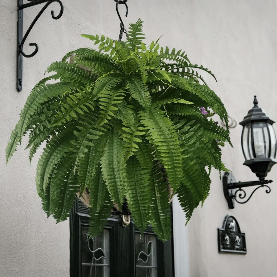 🌿UV Resistant Lifelike Artificial Boston Fern